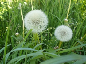 Natur pur