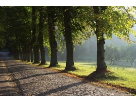 Wunderschöne alte Allee, führt von Weitendorf nach Kaarz und kann auch zur Anreise nach Alt Necheln genutzt werden
